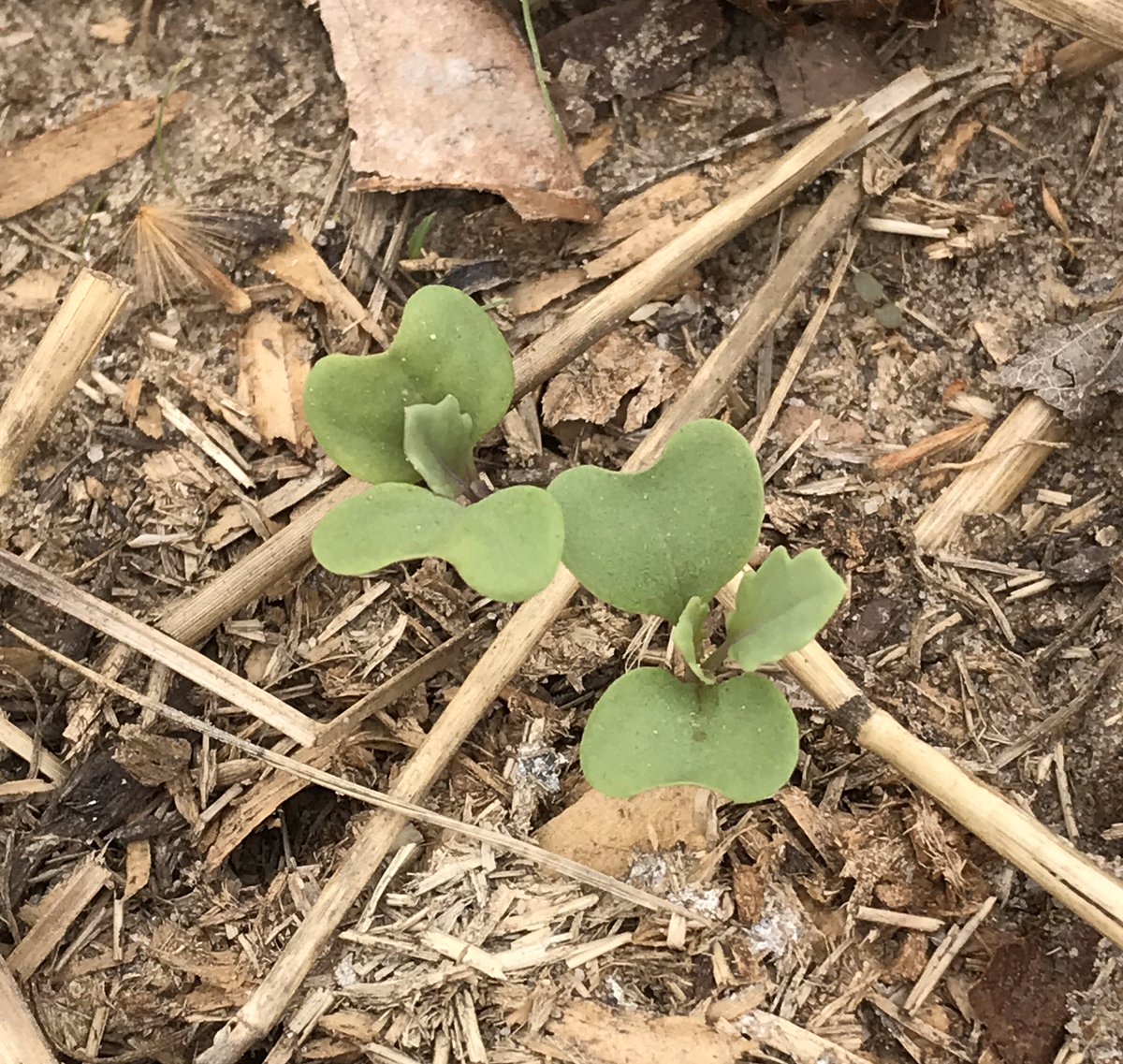 HistoricHope's tweet photo. Today in the Garden:
The dye plants in the Fiber and Dye Garden are coming right along.
#historichopeplantation #historicsites #redbeets #redonions #walkingstickkale #jerusalemartichokes #dyeplants #germination
https://t.co/vukl7VQOIL https://t.co/3sQ3iD89DG