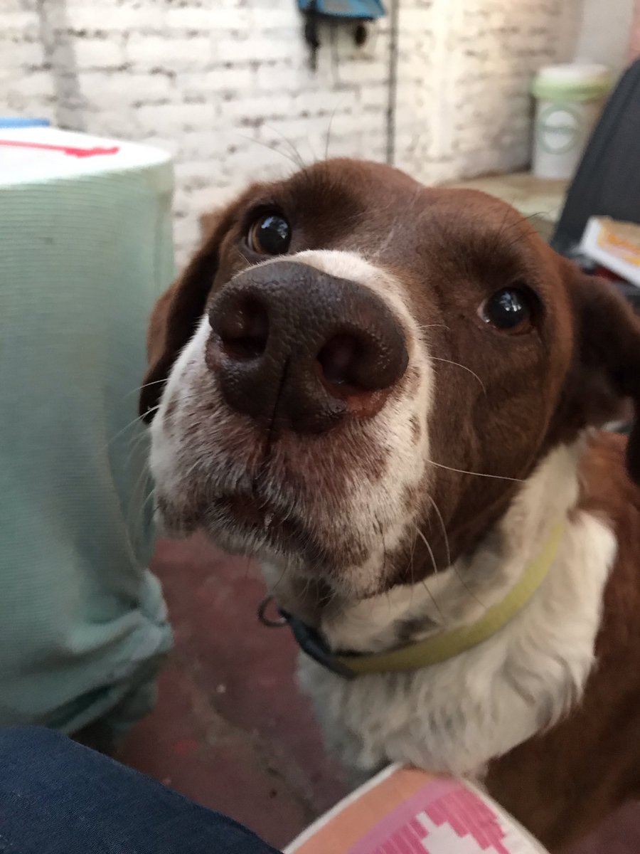 GaticaSimpson's tweet photo. @beacordovad Mi gatita Canela y mi vecino perrito Huiro https://t.co/6ax5MineOB
