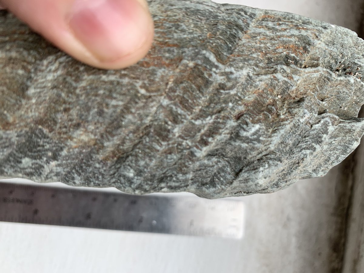 Geology_Helen's tweet photo. #stonesathome #deskrocks hereโs a Greenschist facies Dalradian (~540 million yrs old) phylite from Loch Ranza, Isle of Arran with crenulation cleavage & intersection lineations (scale ruler 15cm) #geology #metamorphics #scicomm @FaithfullJohn @Geology_Tim @DrWendyRocks https://t.co/n9ZPciKNR8