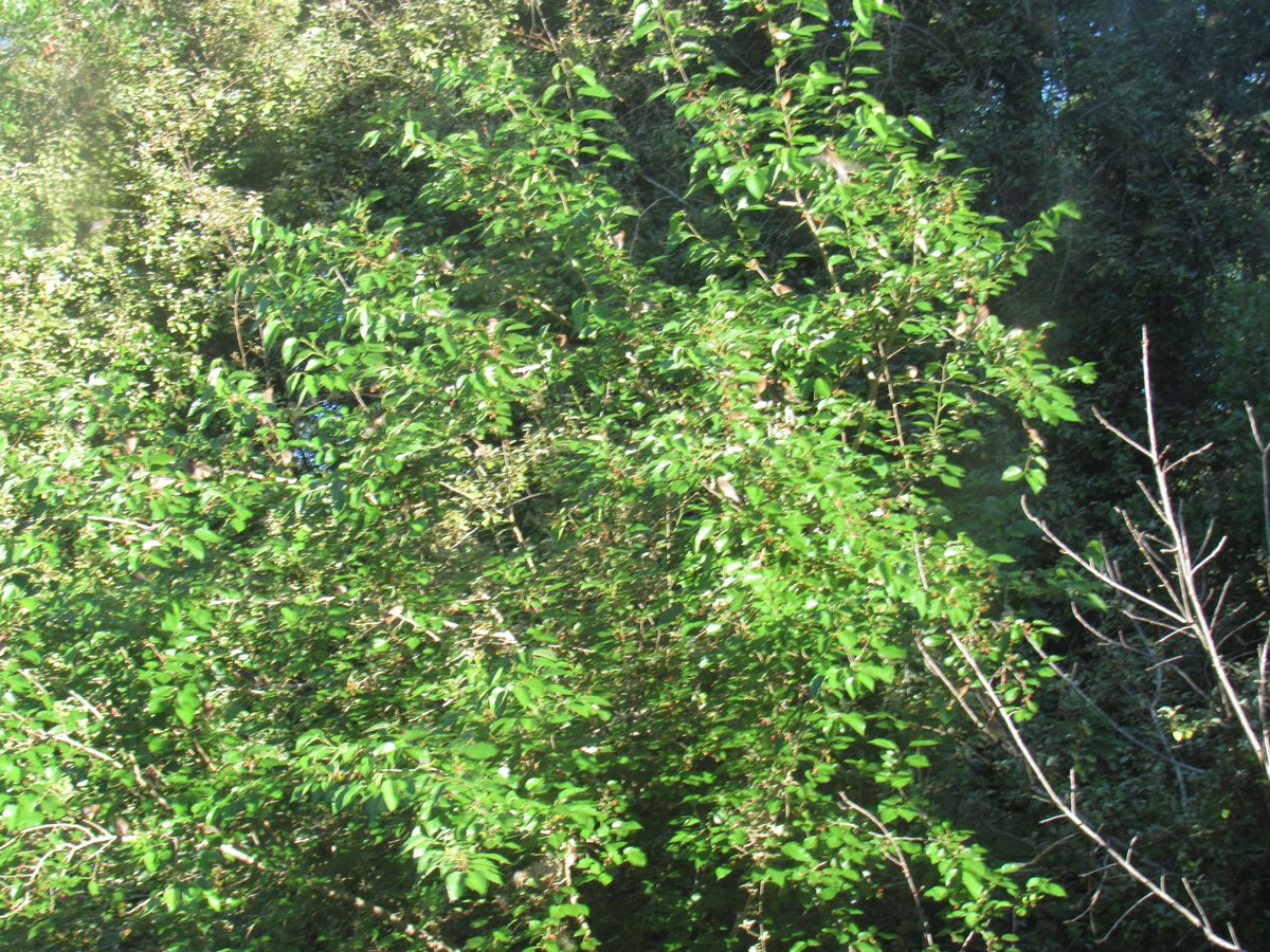 SoaringShayndel's tweet photo. This morning we made a video to big to post of over 500 Cedar Waxwings gleaning our Mulberry Trees.
#OurFlock #OurFollowers #OurFriends #OurSupporters https://t.co/G1mNnyEvRy