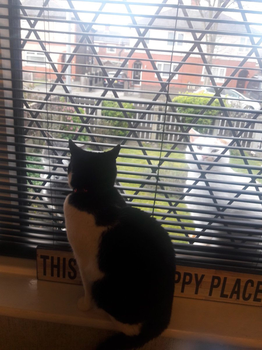 DeanoBrown2010's tweet photo. I spent my break today ensuring that even the cats understand the importance of social distancing!! 🤣#LMFika @LMinfoUK https://t.co/Wy7pBfvbIB