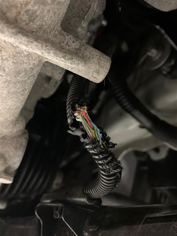 Petey_Boy1's tweet photo. @elonmusk @Tesla got numerous warning lights and took my car in for service.  Got this email: "technicians found a wire harness that looks to be chewed potentially by mice." Cost is $388! Feels like a design flaw, should have either a wire cover installed or under warranty #tesla https://t.co/fz2XJvoY0G