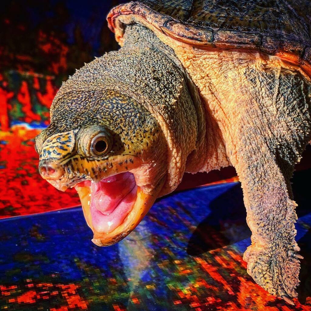 ジーベンロック フジエ در توییتر 深夜のイケメンショット ハラガケガメ 亀 カメ Reptilel Muskturtle 爬虫類 Reptilepets 爬虫類好きと繋がりたい T Co Cagp6vvylw