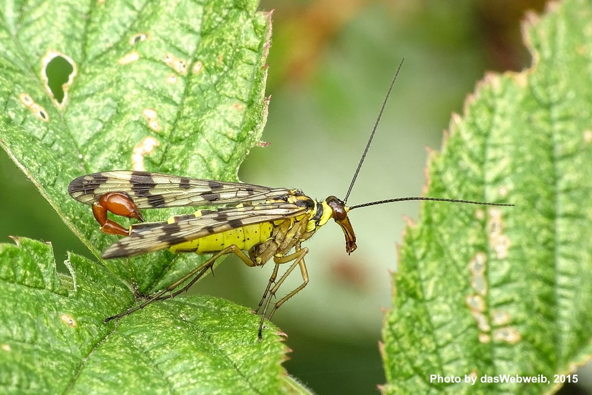 RebeccasBones's tweet photo. Male #scorpionflies have tails that resemble scorpion stingers, hence the name. However, they can't sting. Their "stingers" are actually their genitalia! Here's another misnomer: scorpionflies are not actually flies. They are most closely related to fleas! https://t.co/eEUHFqSFKR