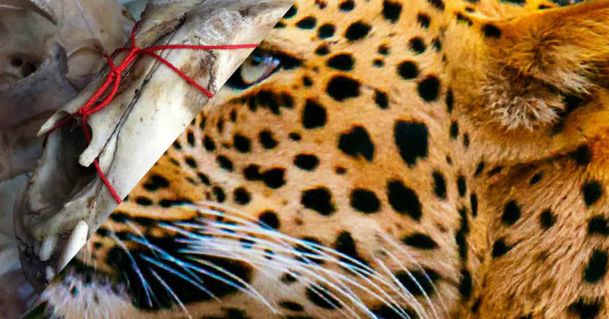 EIA_News's tweet photo. Special briefing: As #China reviews wildlife law, we call for an end to its #leopard bone trade https://t.co/qz9pmzwjFs #TCM #illegalwildlifetrade https://t.co/OTdhYIUPkZ