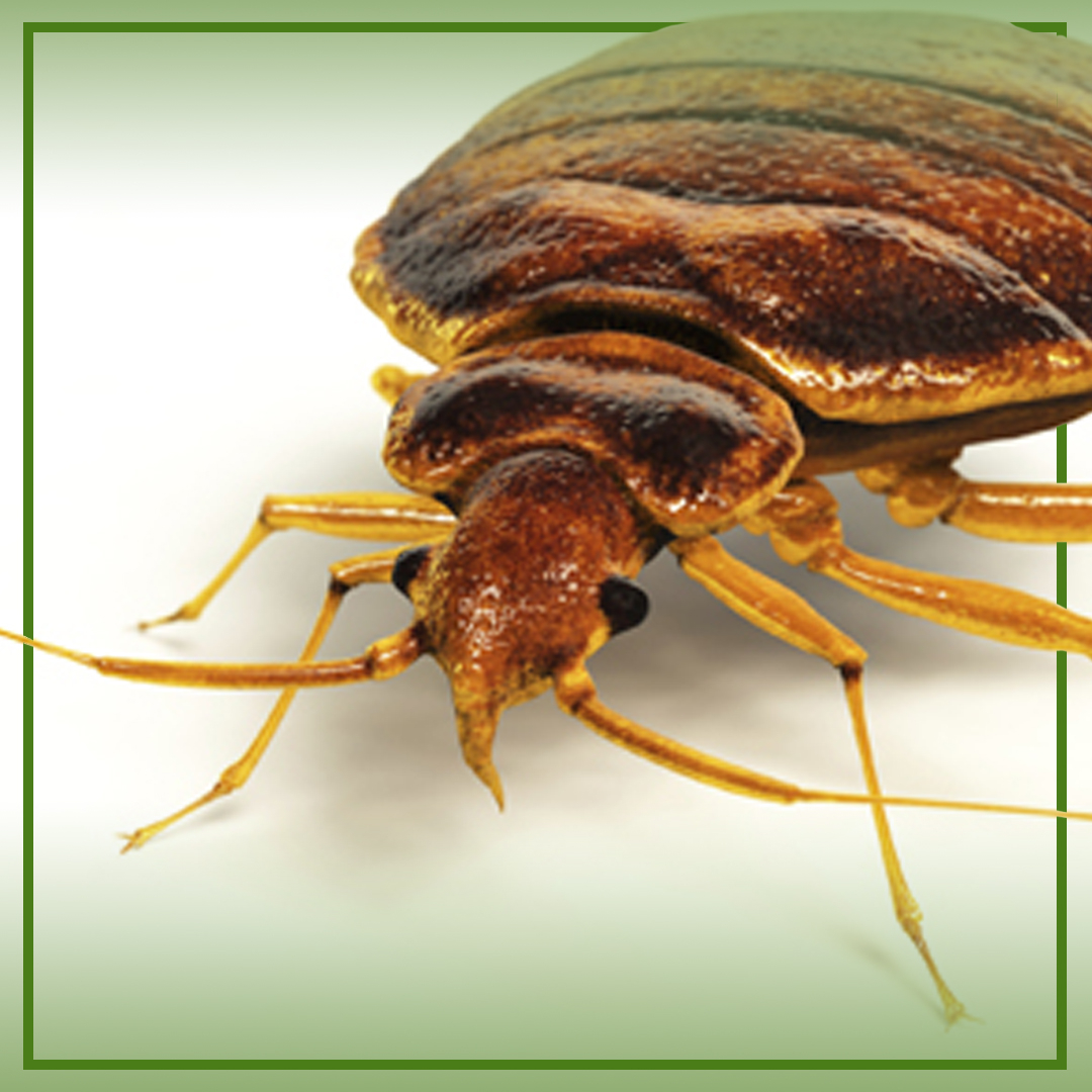 scnjrmg's tweet photo. 😱 If you're interested in learning about bed bugs as well as great resources for how to control them - check out the full Rutgers NJAES page here:
https://t.co/SvNFBX8DrA

#rmg #bedbugs #control #pests #pest #homecare #lawncare #pets #newjersey #bridgewater https://t.co/cjZgSYiZZB