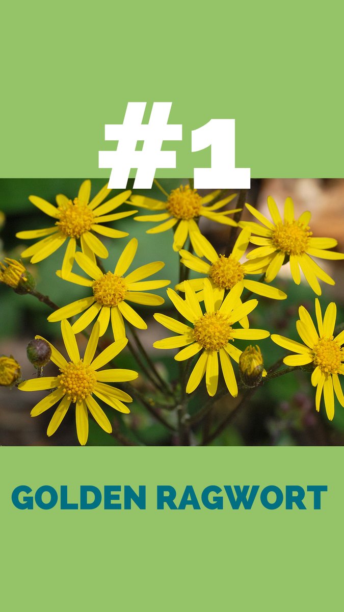 RiverfrontNorth's tweet photo. #WildWednesday - SPRING IS HERE! We've got the perfect #socialdistancing activity for you... Look for these TOP 3 Spring Ephemerals along Riverfront North.
Post your pictures when you find them...
#riverfrontnorth #delawareriver #springinphilly #phillyparks https://t.co/cuuDaEPwQ9