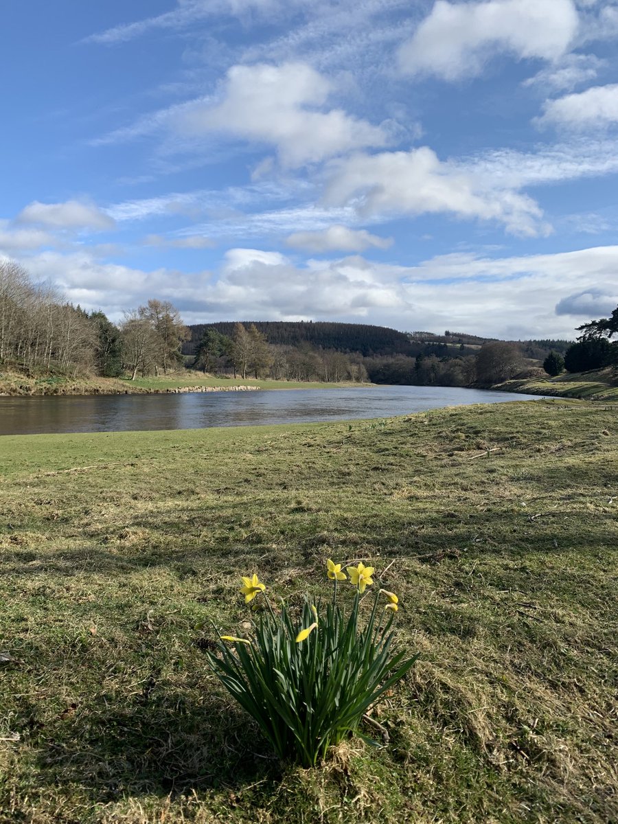 Daffies down at the river Dee a wee moment of calm #dogwalking #DailyExercise
