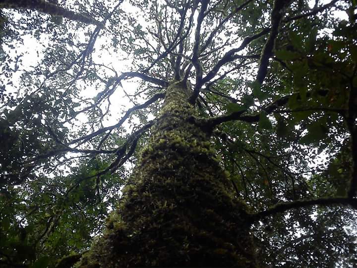Opentrip22's tweet photo. #matanajwa Sebelum menjulang keatas tumbuhlah kebawah sedalam-dalamnya.
Kenapa harus menjulang tinggi hanya untuk roboh? 
Karena manusia mahluk sosial lantas kau hanya berkenalan dengan manusia lain tanpa mengenali dirimu sendiri terlebih dahulu?
Kau gila.
#RabuMerindu https://t.co/1WBdHqnK97