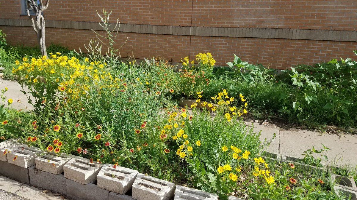 PattonEcoTeam's tweet photo. Patton Butterfly Garden blooming!! Happy chickens!! Good things are happening!! @Patton_Pioneers @AISDeWellness https://t.co/BC6dQDvzJM