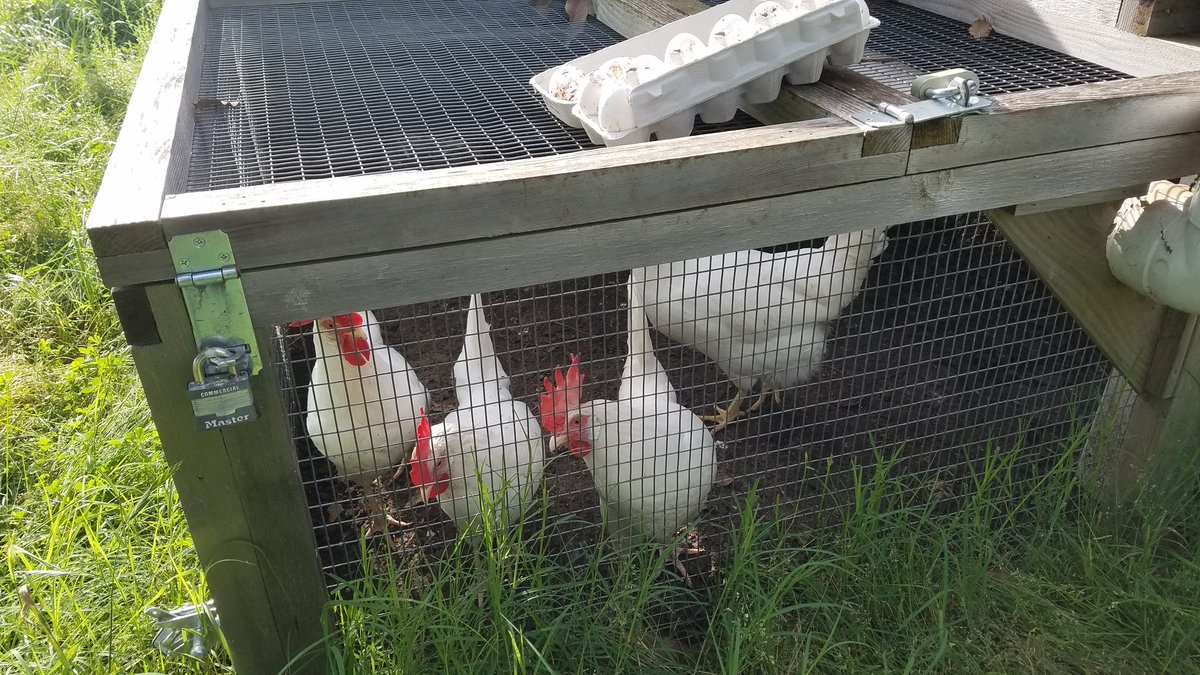 PattonEcoTeam's tweet photo. Patton Butterfly Garden blooming!! Happy chickens!! Good things are happening!! @Patton_Pioneers @AISDeWellness https://t.co/BC6dQDvzJM