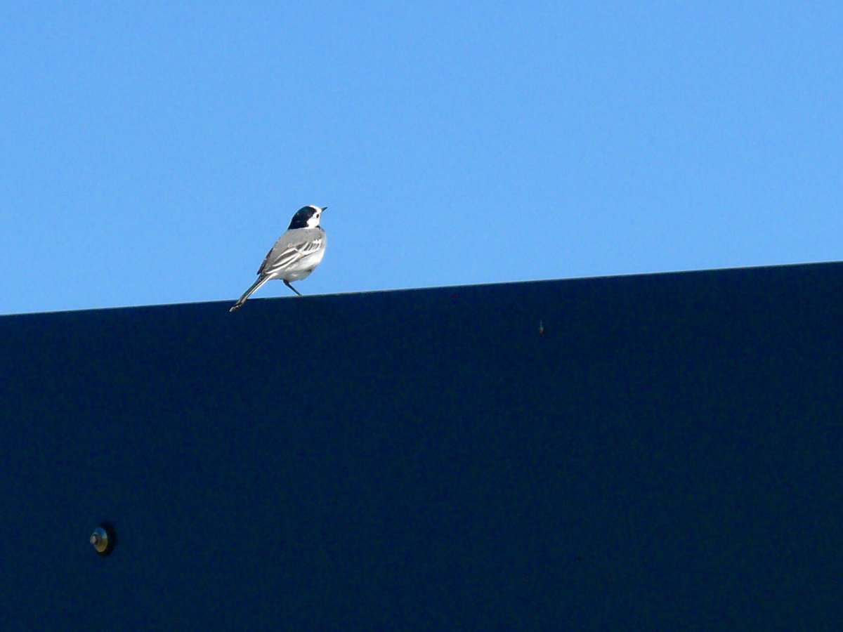 De Witte Kwikstaart ins blaue hinein. <a href="/kiekdor/">kiekdor</a> <a href="/PloegdrieverANV/">Ploegdriever</a> <a href="/vogelnieuws/">Vogelbescherming NL</a> @GiovanBernebeek
