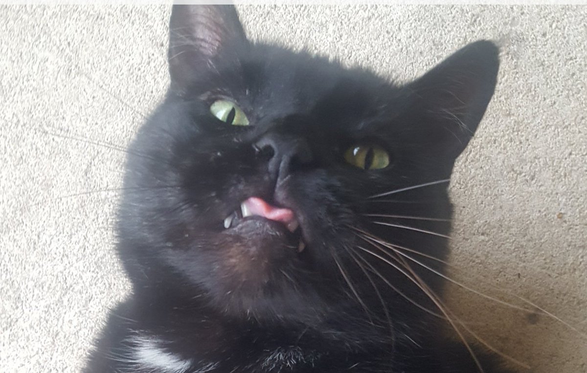 Donna McAdams tweet media