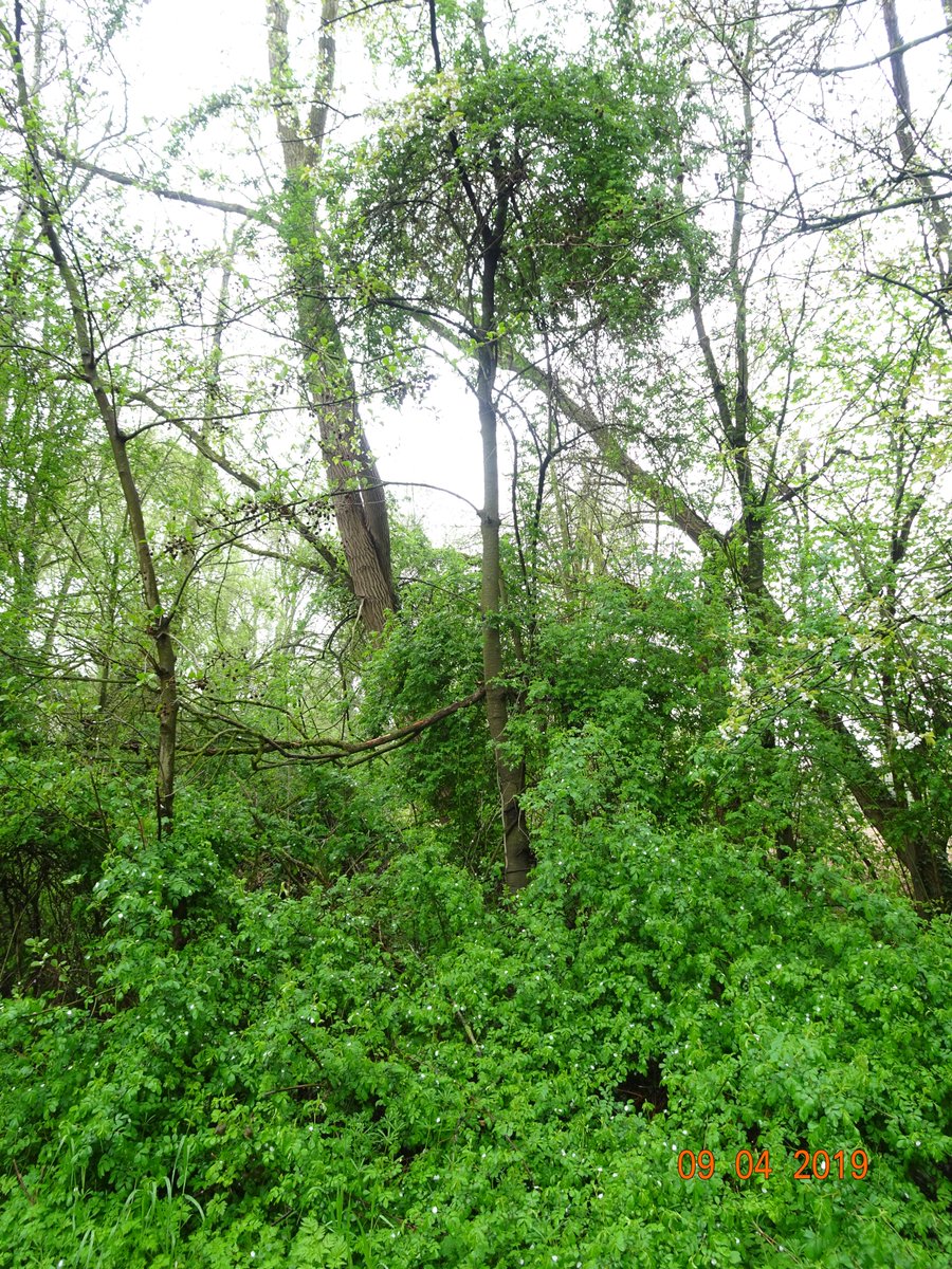 Tim Adriaens tweet media