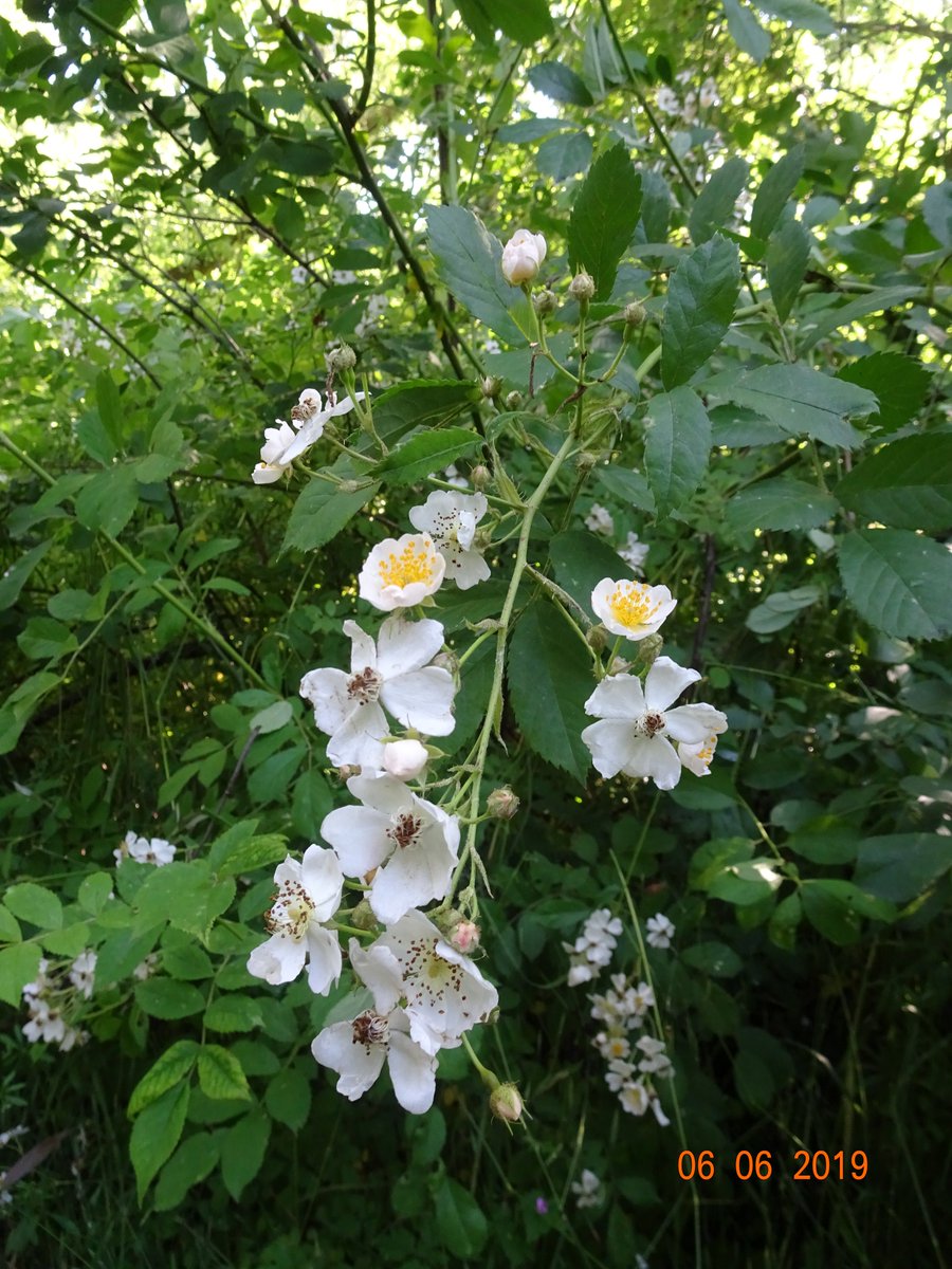 Tim Adriaens tweet media