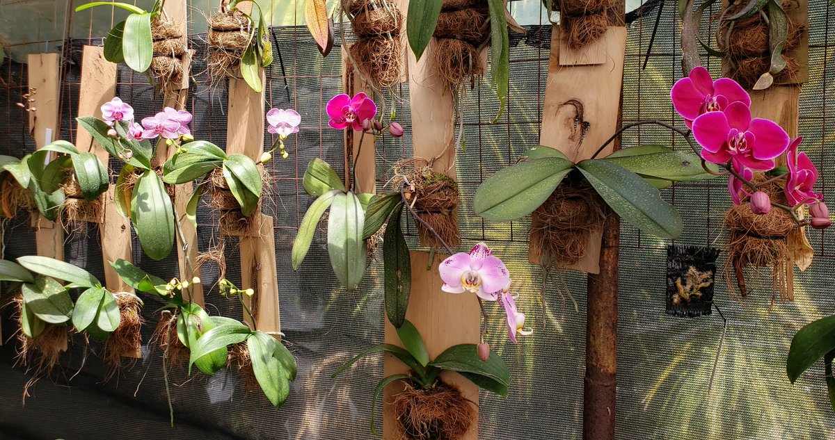 ConnieYurkus's tweet photo. #ArtStoneOrchids Flower Show: The back room is one of my favorite corners of the nursery. Phalaenopsis and budding plants are everywhere. #PlankIt #Phalaenopsis #nursery #StPetersburgFL #flowers https://t.co/vch90xn06U