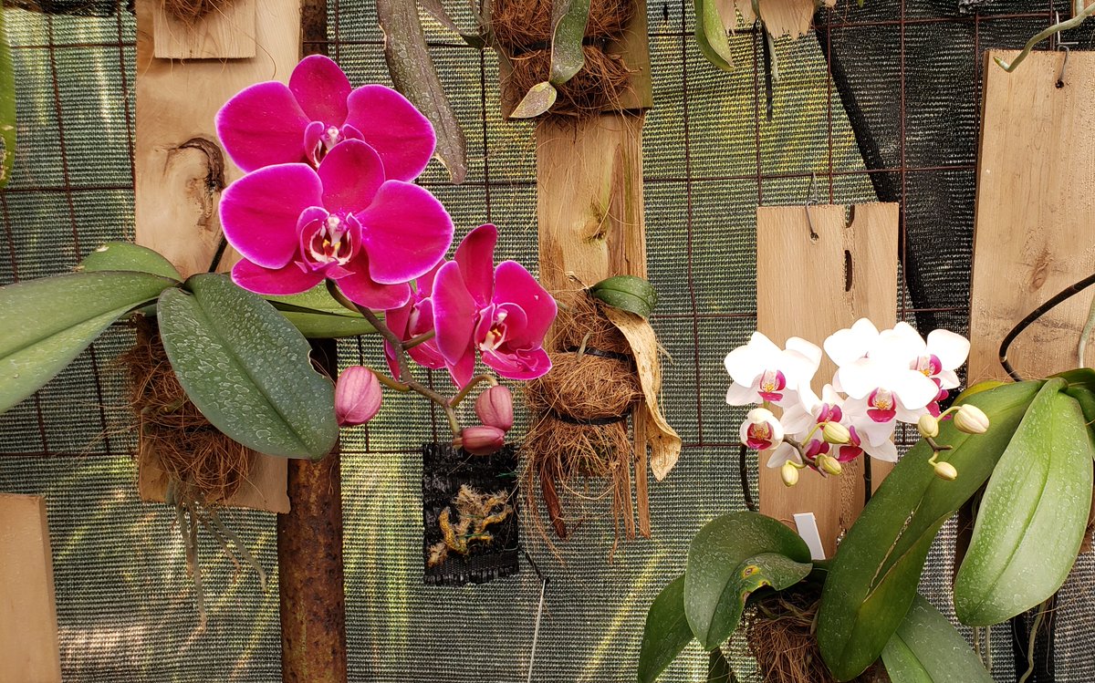 ConnieYurkus's tweet photo. #ArtStoneOrchids Flower Show: The back room is one of my favorite corners of the nursery. Phalaenopsis and budding plants are everywhere. #PlankIt #Phalaenopsis #nursery #StPetersburgFL #flowers https://t.co/vch90xn06U