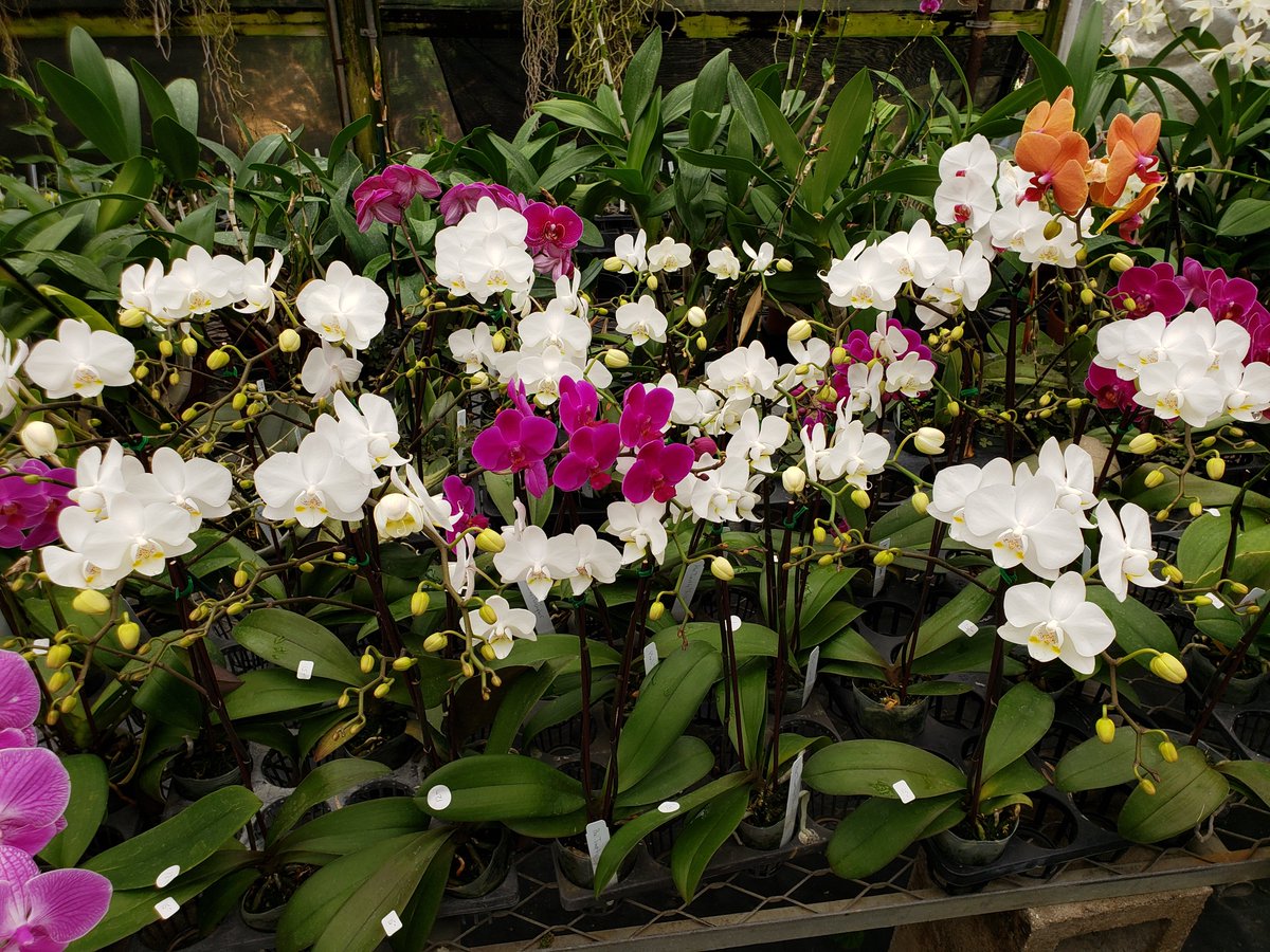 ConnieYurkus's tweet photo. #ArtStoneOrchids Flower Show: The back room is one of my favorite corners of the nursery. Phalaenopsis and budding plants are everywhere. #PlankIt #Phalaenopsis #nursery #StPetersburgFL #flowers https://t.co/vch90xn06U