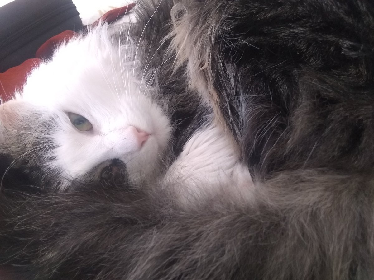 HowToCatLady's tweet image. Charlie has #Anxiety and so do I.  He loves his auntie Maya though, and seeks out snuggles for comfort. So do I. 
#catsonlockdown #cats #SelfIsolation