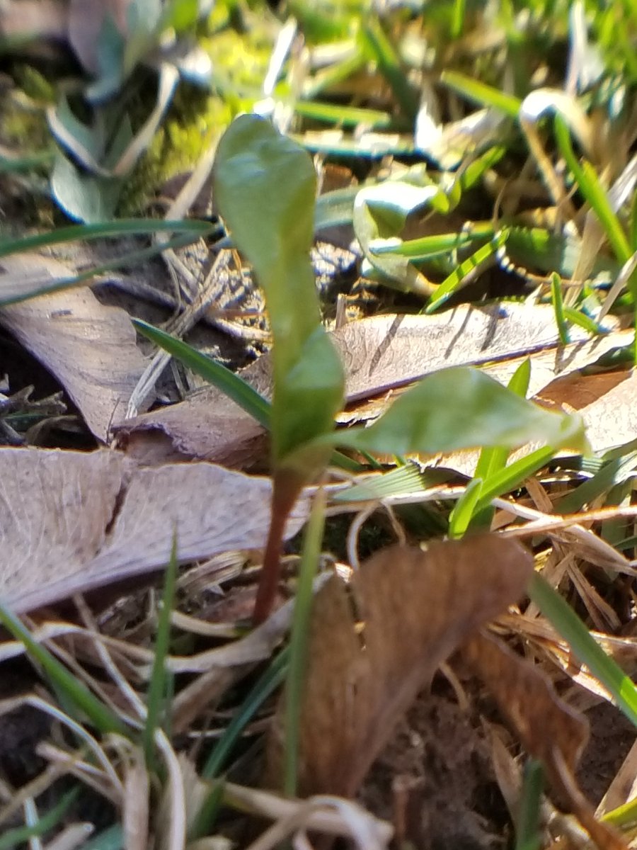 EcoSchoolsHDSB's tweet photo. April 1st is the beginning of Earth Month. While we shouldn't go on a big hike, what about a micro hike in your backyard or close by? What do you see when you look really closely at what's happening? #springjournal the changes as they happen. https://t.co/7s20hN8xeb