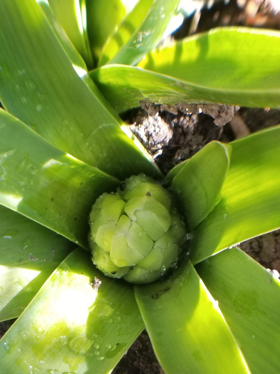 EcoSchoolsHDSB's tweet photo. April 1st is the beginning of Earth Month. While we shouldn't go on a big hike, what about a micro hike in your backyard or close by? What do you see when you look really closely at what's happening? #springjournal the changes as they happen. https://t.co/7s20hN8xeb