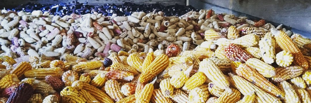 juanisos's tweet photo. Ni'i (mazorca)
En mí pequeña comunidad, los campesinos trabajan durante todo año, para poder cosechar.
Este año no estuvo tan mal, aunque, muchas familias se vieron afectadas por las plagas en sus cultivos. 😞
#Day2 #cuarent #Selfsufficient https://t.co/dvTEfrVLJQ