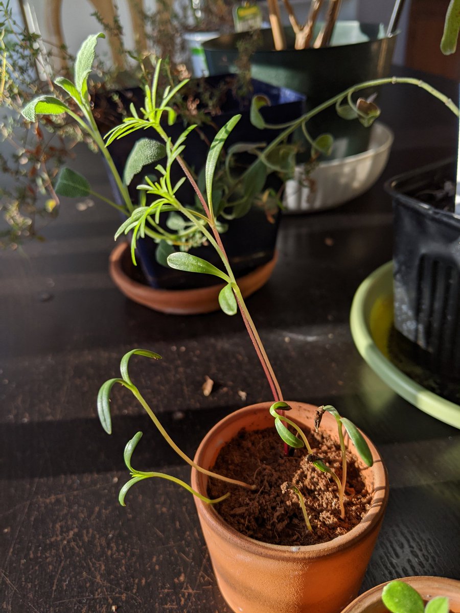 So many new sprouts on the cosmos! Now both of them have 8!I'm amazed at how quickly the cosmos are growing their secondary/main leaves, it's so tall!