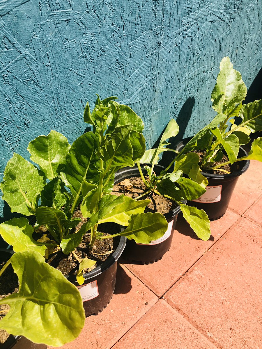 SamarAlyas tweet media