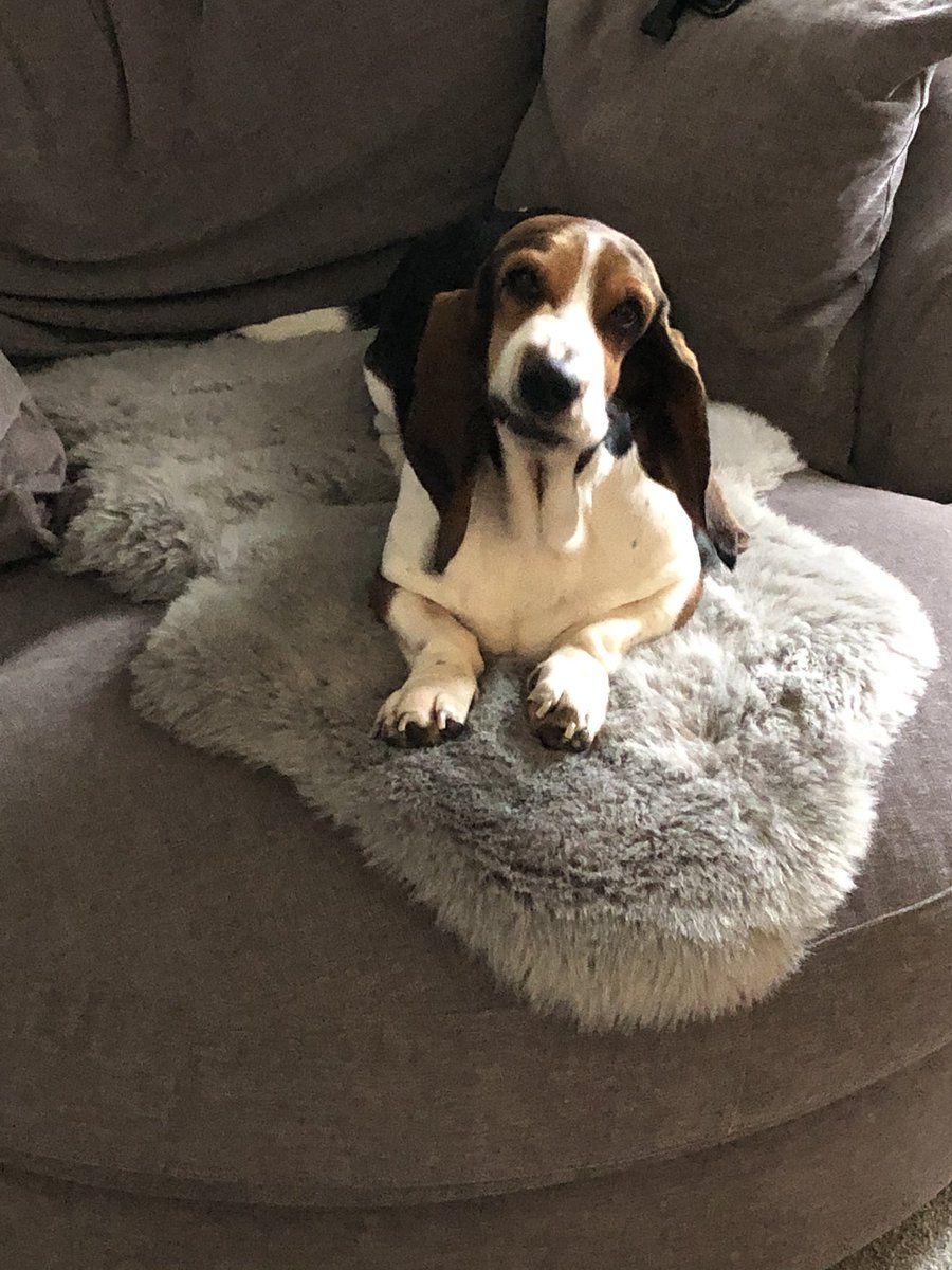 Spending self isolation with this mischievous lady. You can always depend on a Basset Hound to make you smile - enjoy! #BassetHound #PuppyLove #InItTogether 🌈