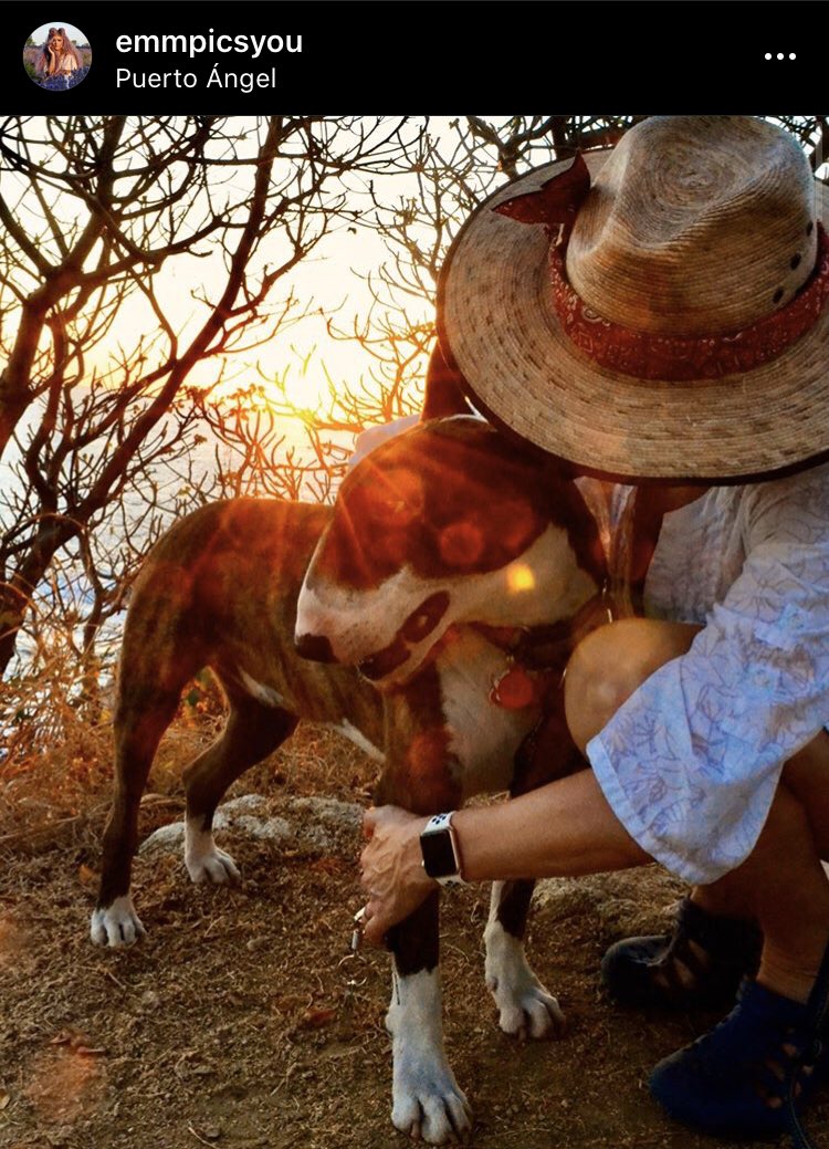 emmpicsyou's tweet photo. my mom and her pup are stuck in mexico plz help her come home safe ๐ฅบ @AirCanada won't let her get on a flight without an aluminum crate #helpcarsongethome #COVIDใผ19 @JeffreeStar ๐๐ฝ๐๐ฝ๐๐ฝ๐ https://t.co/CAmbe9wFDC