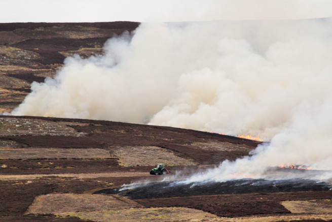 Scottish Greens MSP <a href="/andywightman/">Andy Wightman</a> secures immediate temporary ban on muirburn in Scotland for duration of Coronavirus crisis as grouse-shooting industry couldn't be trusted to undertake voluntary restraint. …ptorpersecutionscotland.wordpress.com/2020/04/01/and…