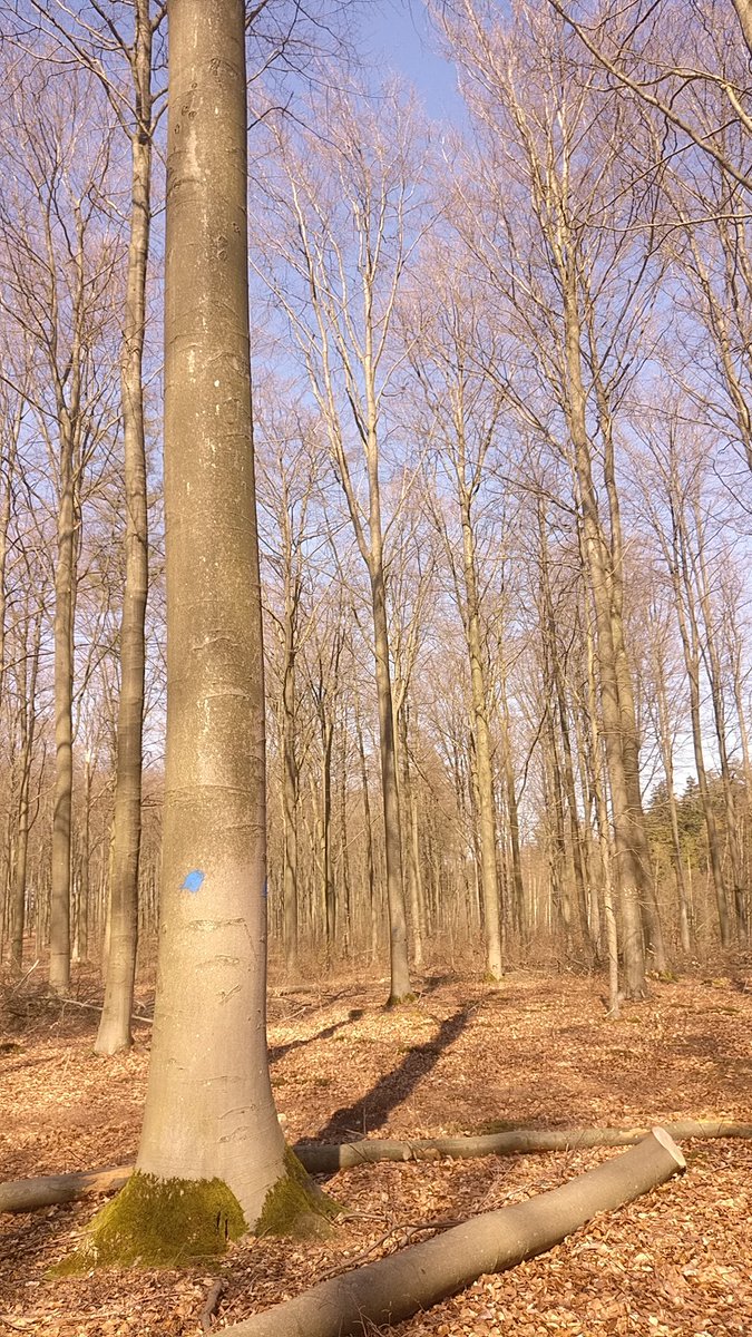 Boswachter_Marc's tweet photo. 2/2 Ik bedoelde 'andere' beweging; mensen die nog in het bos werken. Het bos zelf, waar de bomen uitkomen, ziet er nu als volgt uit:
F1 Focus op een gedund beukenbos 👍
F2 Focus op één gekapte boom ☹️
F2 Focus op een #toekomstboom die na dunning alle kansen krijgt 🙂
#FscHout https://t.co/YNYNURTi40