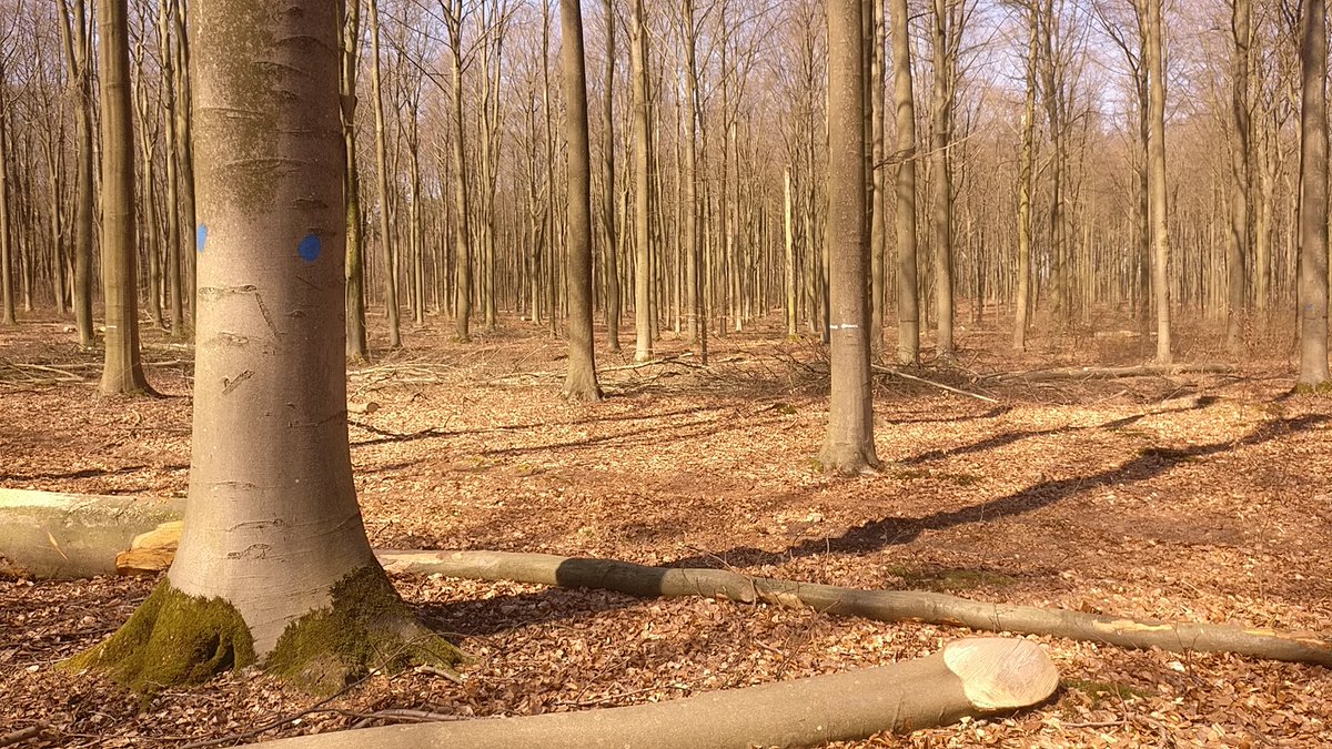 Boswachter_Marc's tweet photo. 2/2 Ik bedoelde 'andere' beweging; mensen die nog in het bos werken. Het bos zelf, waar de bomen uitkomen, ziet er nu als volgt uit:
F1 Focus op een gedund beukenbos 👍
F2 Focus op één gekapte boom ☹️
F2 Focus op een #toekomstboom die na dunning alle kansen krijgt 🙂
#FscHout https://t.co/YNYNURTi40