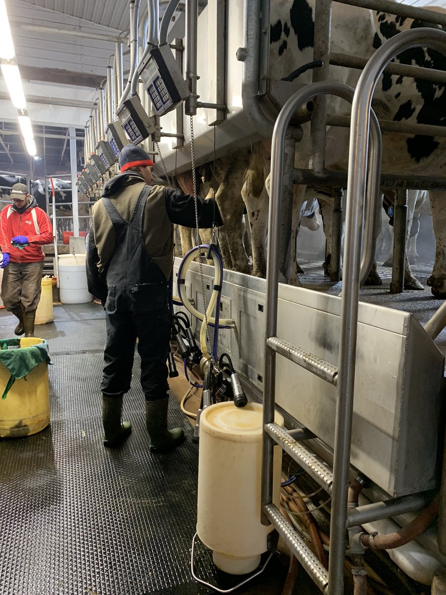 Just dropped Bella off at her Cooperative Education class! Luke &amp; Issac are her acting supervisors at Reeves Farms. #handsonlearning #dairy101 #EssentialWorkers <a href="/ADL_PEI/">ADL_PEI</a> 🥛 🐄