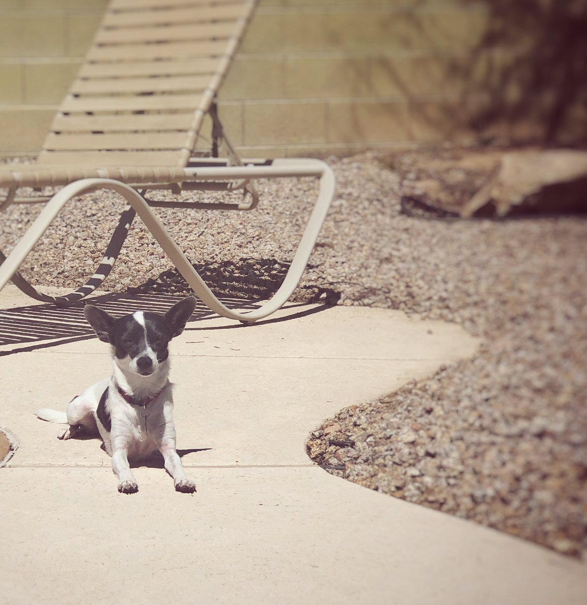 KlaudiaJurewicz's tweet photo. Random in Arizona
#GroovyPhotoChaser https://t.co/XFeLKhgB8j