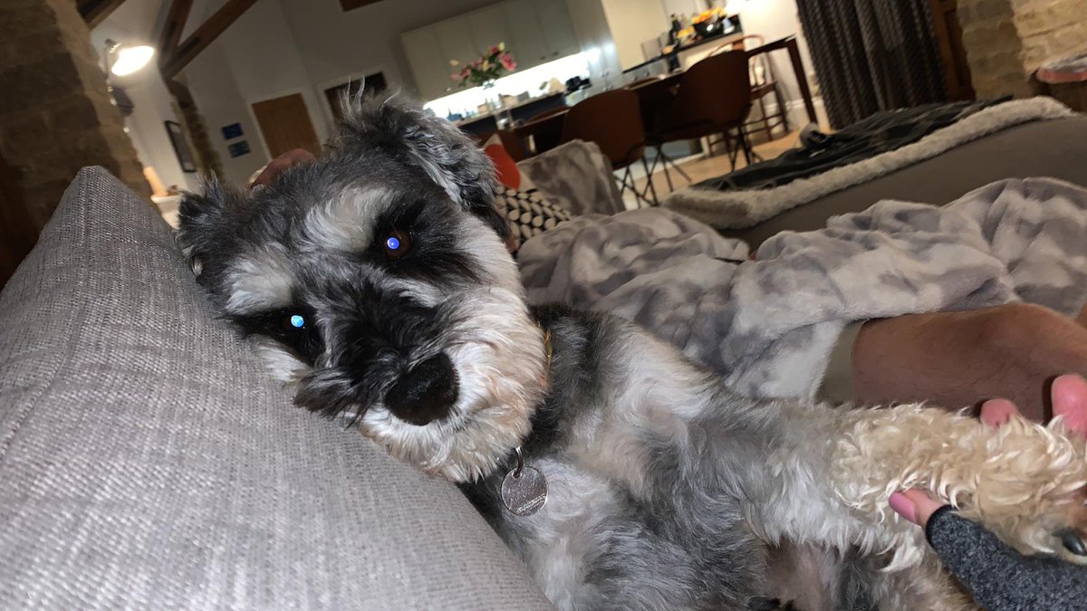 RachelMcPatrick's tweet photo. Post run..... #poorWinston https://t.co/tid7h0YQJT