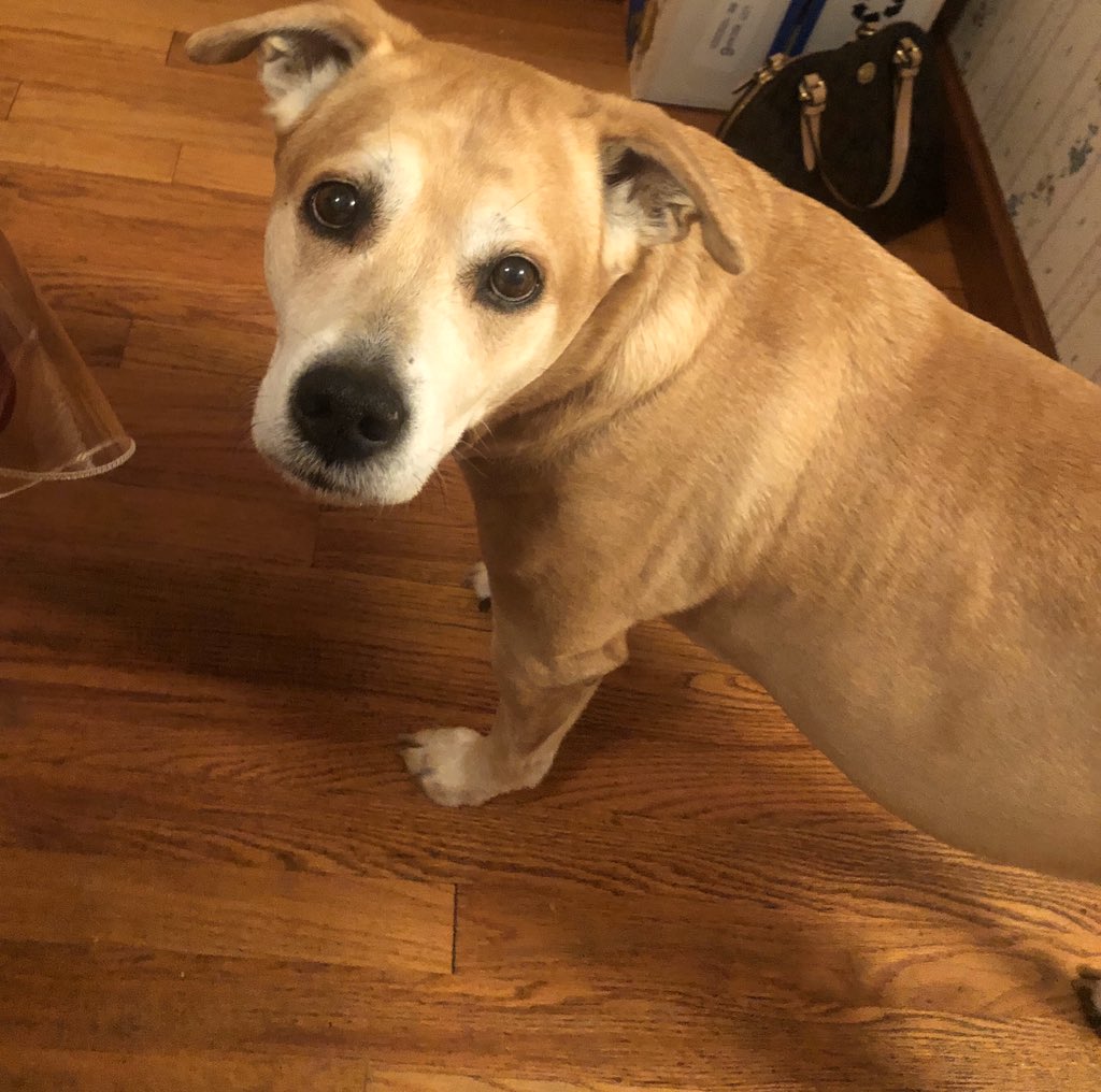 It’s Paws Spirit Day at Menlo Park! Storm says hello to all of his fellow mighty mutts. <a href="/MenloParkSchool/">MenloPark ES</a> #MenloSpirit #ShineBrightEdison