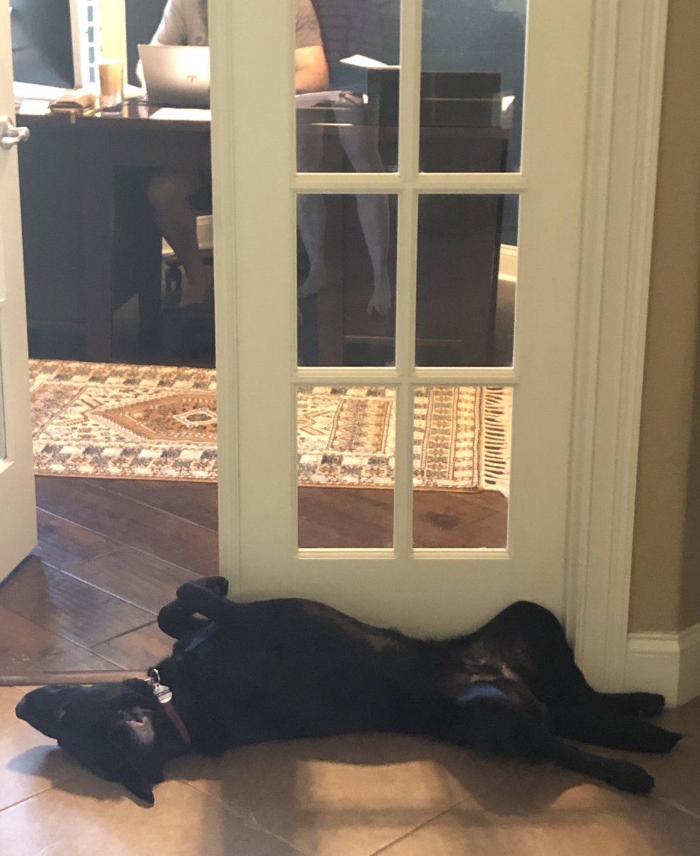 FernsFrens's tweet photo. My favorite spot while my hooman works from home. Belly up, frens! https://t.co/v4Sevlh1Xa