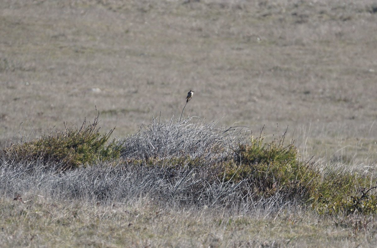 It’s #WingedWednesday share your birding photos! #COVIDー19 #StayHome #SocialDistancing #castateparks