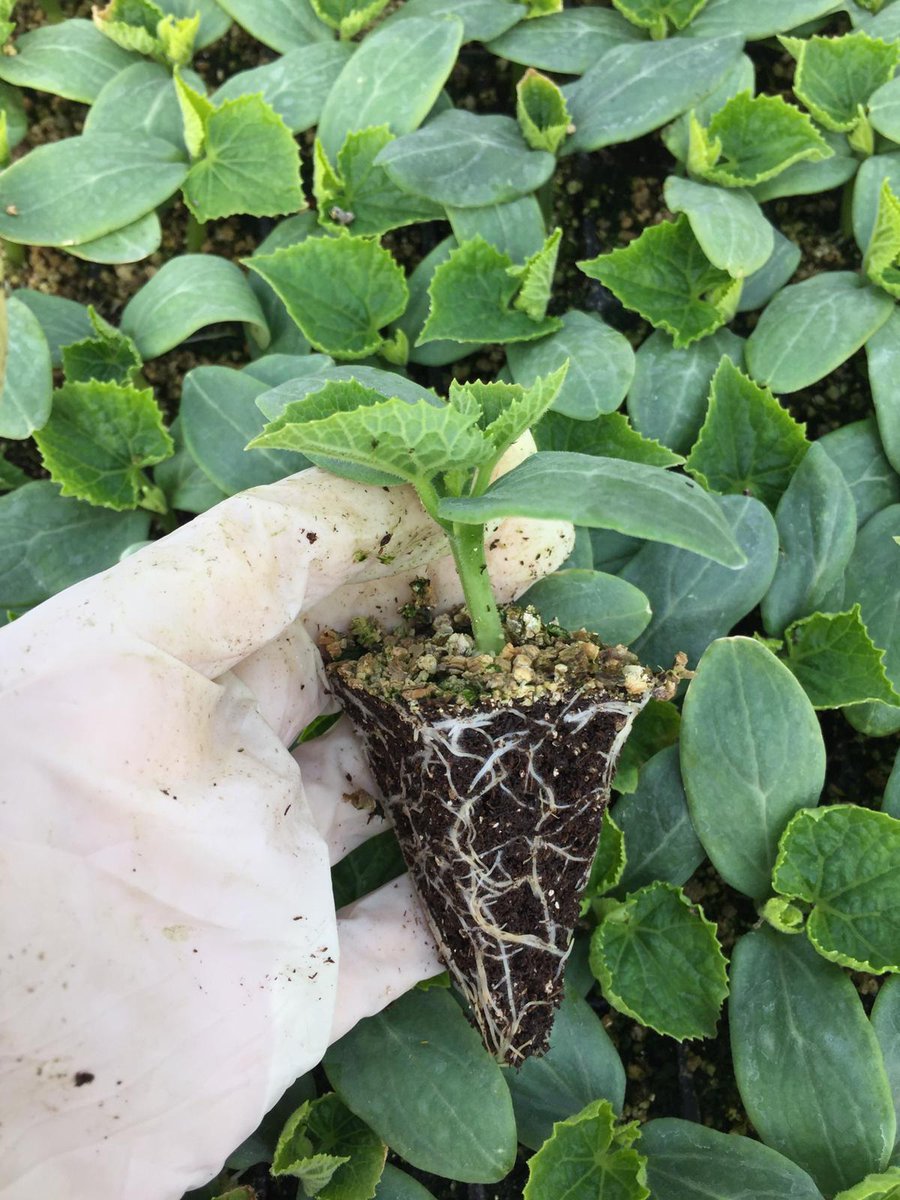 Siz isteyin Biz üretelim
10 Nisanda fidelerimiz satışa başlayacaktır. #fide #TARIM #covid_19GR #BizTurkiyeyiz #1April #amasya <a href="/bekirpakdemirli/">Dr. Bekir Pakdemirli</a> <a href="/AmasyaValiligi/">T.C. Amasya Valiliği</a> @Mehmet_05MS