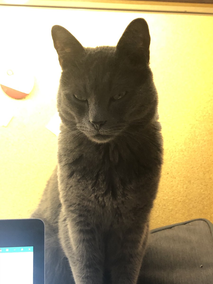 mario_writes's tweet photo. My cat’s face when he realized this was the 17th day in a row in which he was not going to enjoy his solitude gambling routine. https://t.co/VbnuJRQzAT