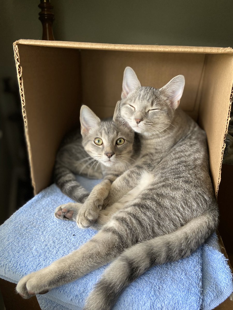 Matthewsmith911's tweet image. They could both fit in the box a month and a half ago when I got them, but not so much anymore...