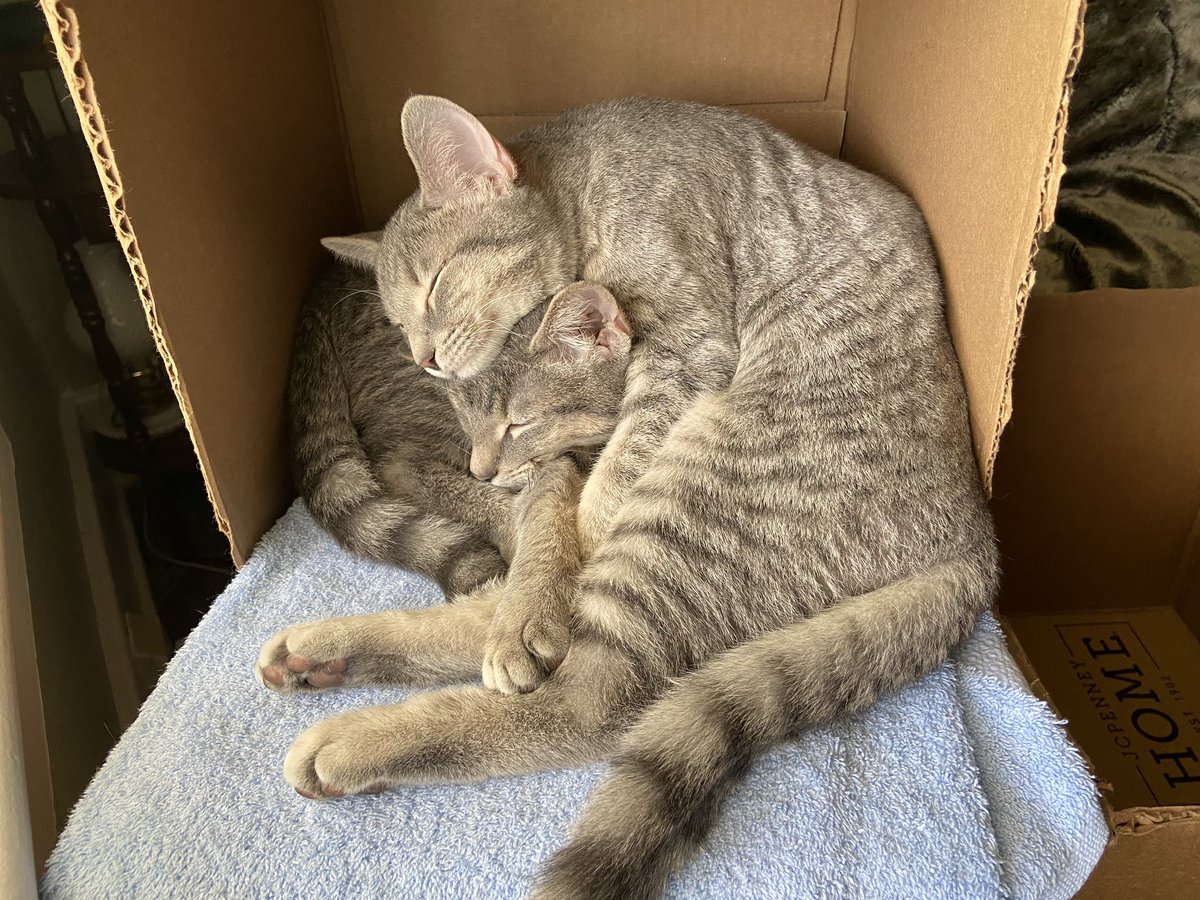 Matthewsmith911's tweet image. They could both fit in the box a month and a half ago when I got them, but not so much anymore...