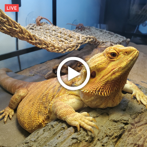 ClementsHSLib's tweet photo. We've got a special treat for you all! Check out our LIVE cam of the library lizard! 
#highschoollibrary #highschool #library #highschoollibrarian #teenlibrarian #aprilfools #libraryprograms #MoreThanBooks https://t.co/4Fnvl9lNvv