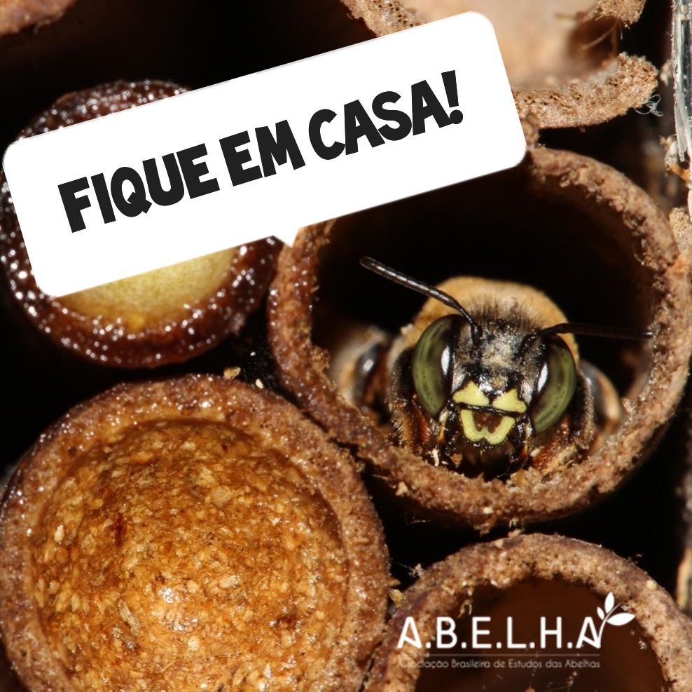 Abelhaorg's tweet photo. Olha o recado da abelha! Na foto do biólogo Cristiano Menezes, uma fêmea de Centris sp. observa o mundo desde o seu seu ninho. Trata-se de uma abelha solitária da tripo Centridini. #fiqueemcasa #emcasa #abelhas #insetosbr #insetosbrasileiros #ficaemcasa #quarentena #bees https://t.co/VnytK8Jv9c