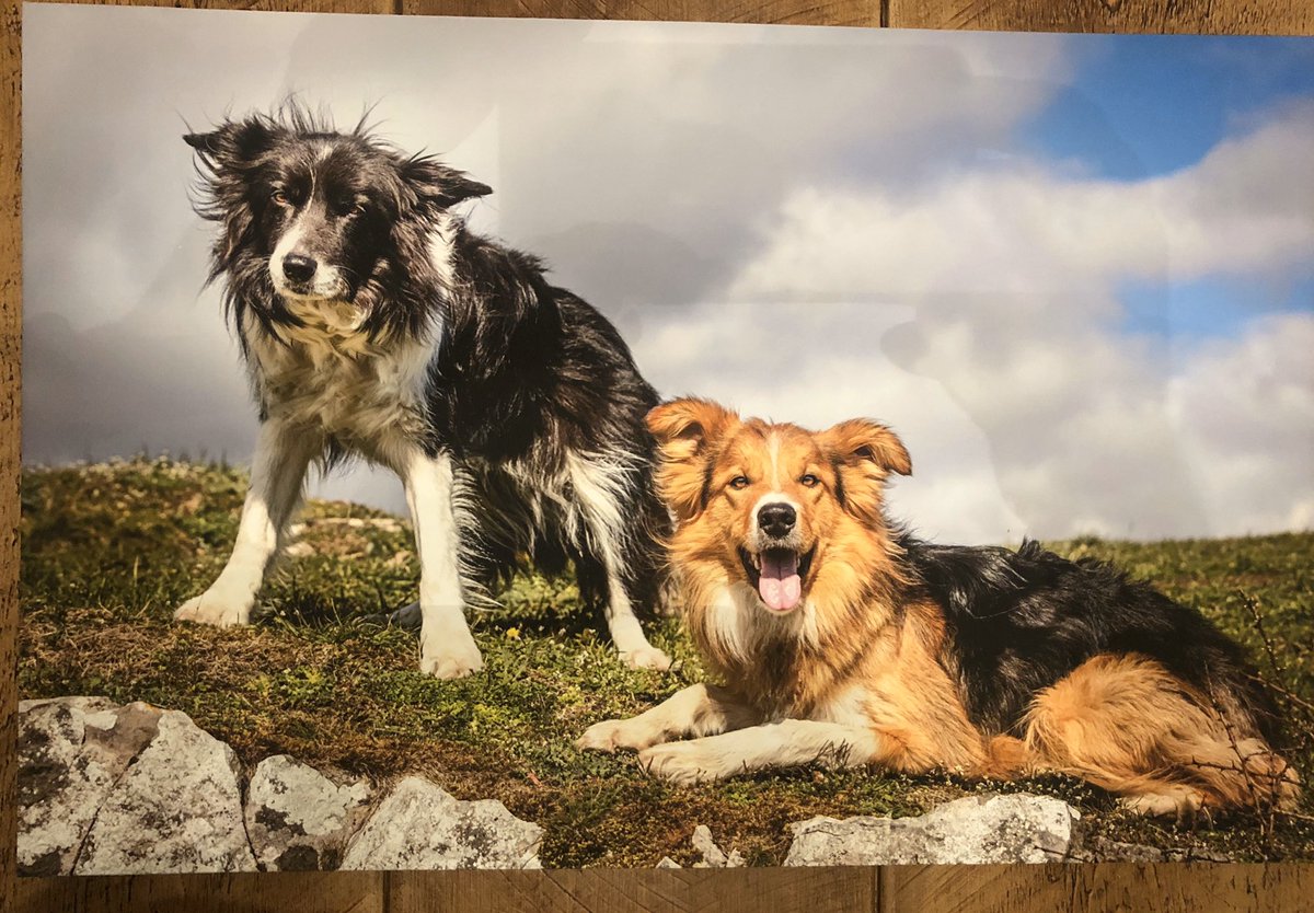 dmasonoutdoors's tweet photo. A few months prior to us loosing #Meg a fellow dog handler who’s a whizz with the camera took this shot of her together with #Griff I finally got round to have it blow up on to canvass and couldn’t be happier with the results #workingbordercollies #searchdog https://t.co/6PW2ocwRDQ