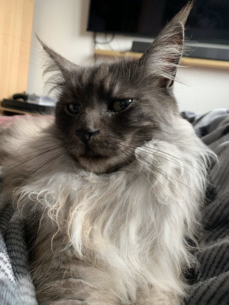 beckgander's tweet photo. @beautybay Milo is such a sweet boy ✨🥰 https://t.co/tZMApHVCfd