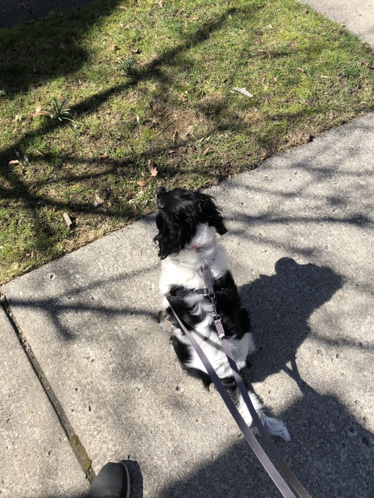 MarissaKawyn's tweet photo. Wasabi and I are ready to #stepboldly today to kick off the @ubsphhp step challenge! 14k steps and counting! #ubstepsboldly https://t.co/unST2lNKYY