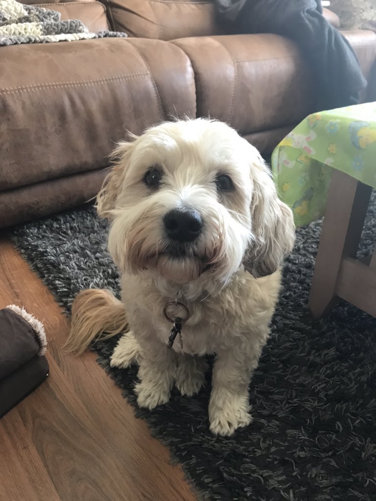 mrskayecsd's tweet photo. @StBernadetteYEG @EdmCathSchools Love looks like my Charlie!! #whatlovelookslike #stbchallenge https://t.co/oVicg9qfFN