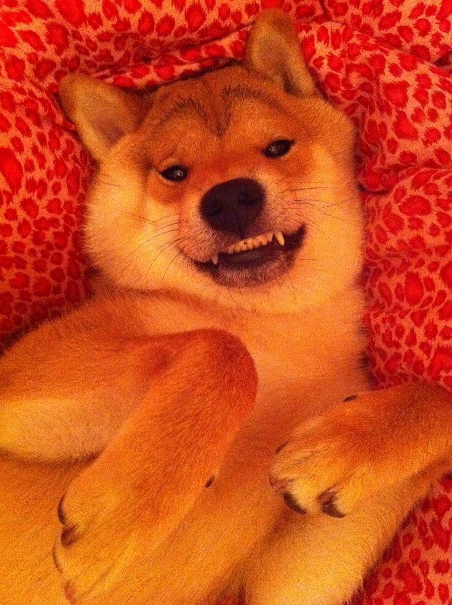 柴犬 秋田犬 はちモナじんくん A Twitter はちのm字まゆげ特集 柴犬あるある 成長過程になぜかできるm字まゆげ 柴犬 しばいぬ 日本犬